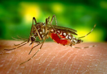 Środki biobójcze na owady i insekty