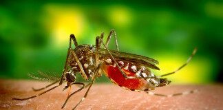 Środki biobójcze na owady i insekty