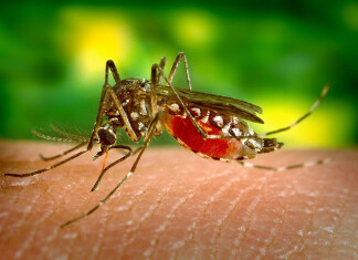Środki biobójcze na owady i insekty