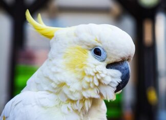 Czym się różni sprężyna Naciągowa od zaciskowej? Czym się różni sprężyna Naciągowa od zaciskowej?