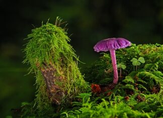 Jak oddzielić farbę od tapety?
