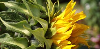 Czy tapetę kładziemy przy oknie?