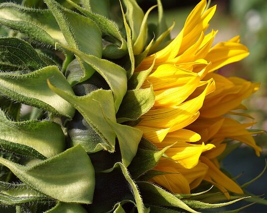 Czy tapetę kładziemy przy oknie?