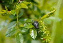 Ile waży dębowy stół?