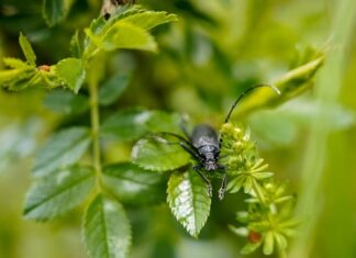 Ile waży dębowy stół?