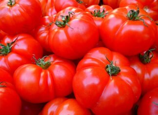 O jakiej porze dnia podlewać pomidory?