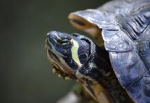 Ile stopni ma jedno piętro?