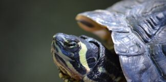 Ile stopni ma jedno piętro?