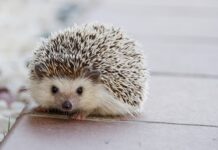 Jak zablokować fotel na kółkach? Jak zablokować fotel na kółkach?