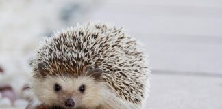 Jak zablokować fotel na kółkach?