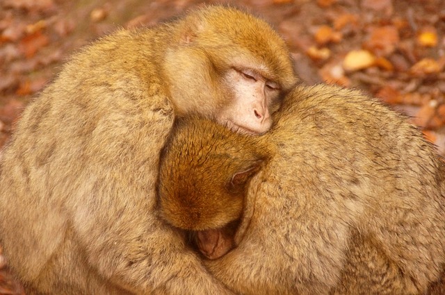 Jak najlepiej grzać piecem gazowym? Jak najlepiej grzać piecem gazowym?