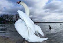 Jak się rozkłada wersalka?