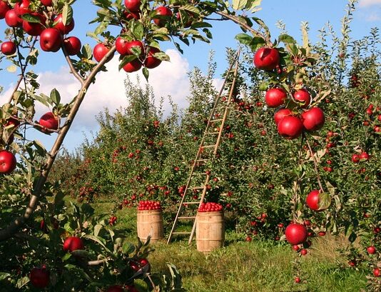 Czy trzeba obierać jabłka do sokowirówki?