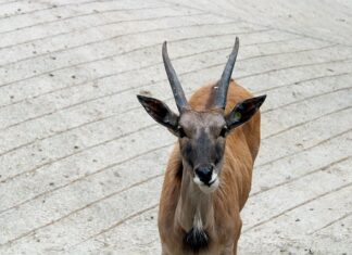 Do jakiej wagi antilop?
